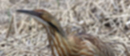 American Bittern.jpg