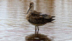 DOWITCHER.jpg