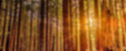 forest image.jpg